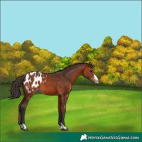 Horse Color:Bay Appaloosa 