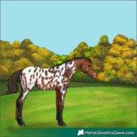 Horse Color:Bay Near Leopard 