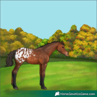 Horse Color:Bay Appaloosa