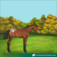 Horse Color:Bay Appaloosa 