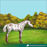 Horse Color:Chestnut Appaloosa 