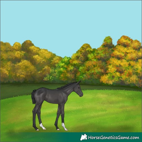 Horse Color:Black 