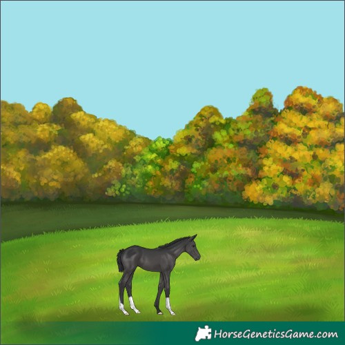 Horse Color:Black 
