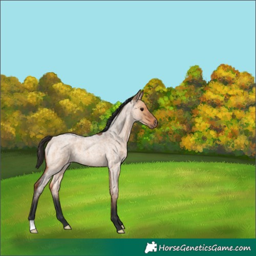 Horse Color:Bay Roan Dun 