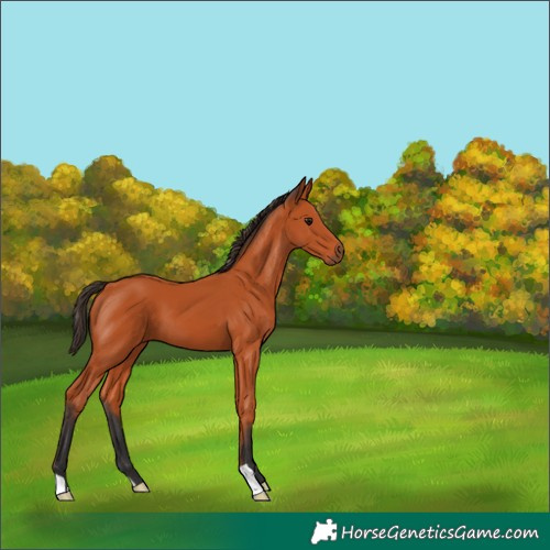 Horse Color:Bay 