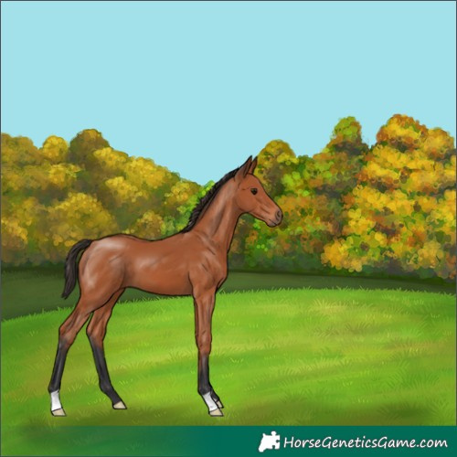 Horse Color:Bay 