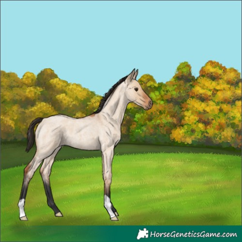 Horse Color:Bay Roan Dun