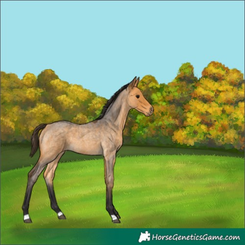 Horse Color:Buckskin Roan 