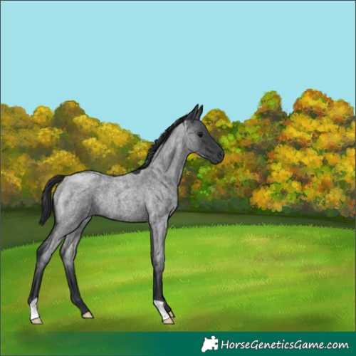 Horse Color:Blue Roan