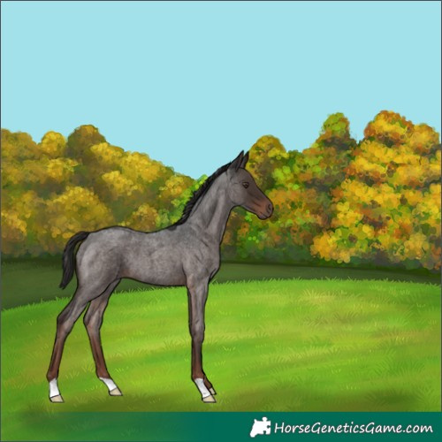 Horse Color:Liver Red Roan 