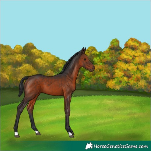 Horse Color:Brown 