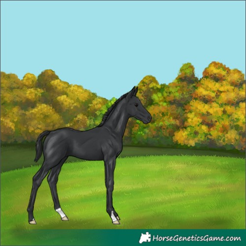 Horse Color:Black 