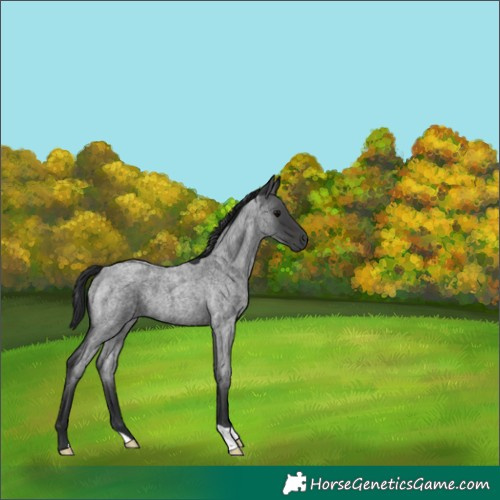 Horse Color:Blue Roan 