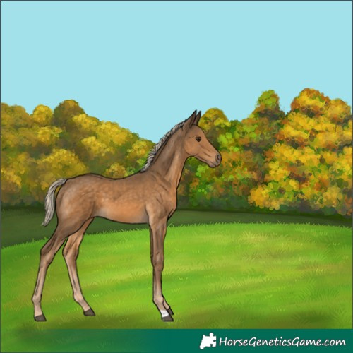 Horse Color:Chocolate Palomino 