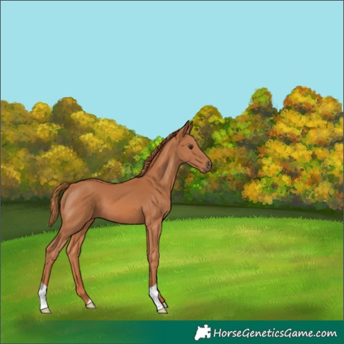 Horse Color:Chestnut 
