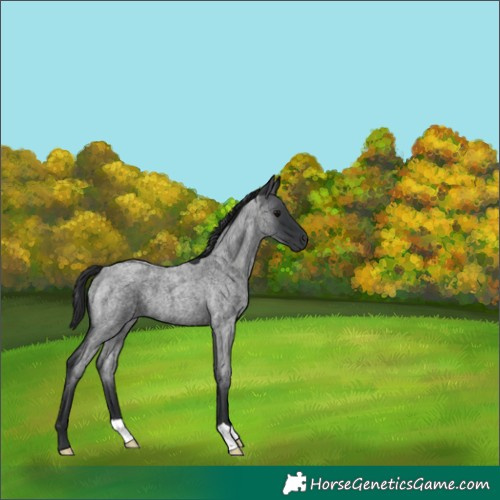 Horse Color:Blue Roan 