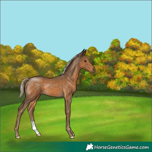 Horse Color:Chocolate Palomino 
