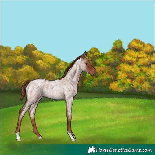 Horse Color:Red Roan