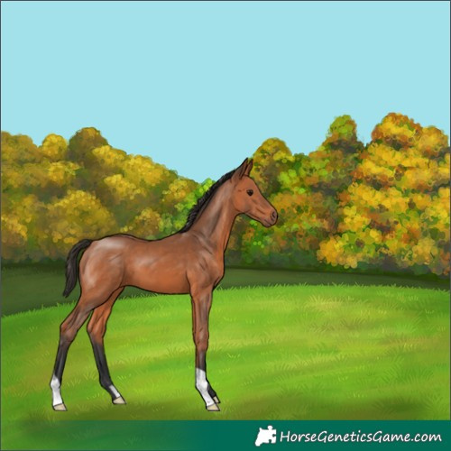 Horse Color:Bay 