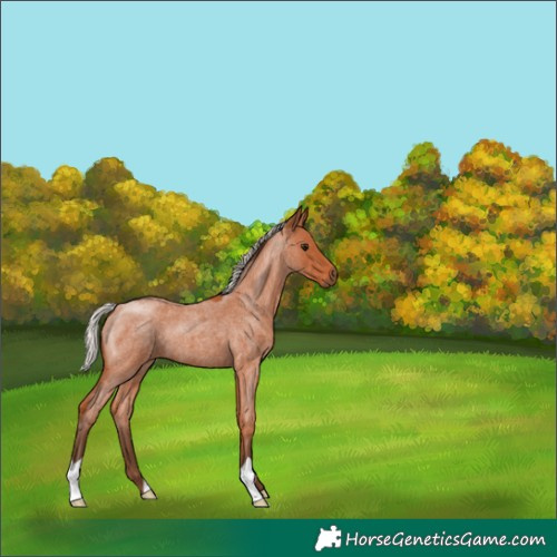 Horse Color:Silver Bay Roan 