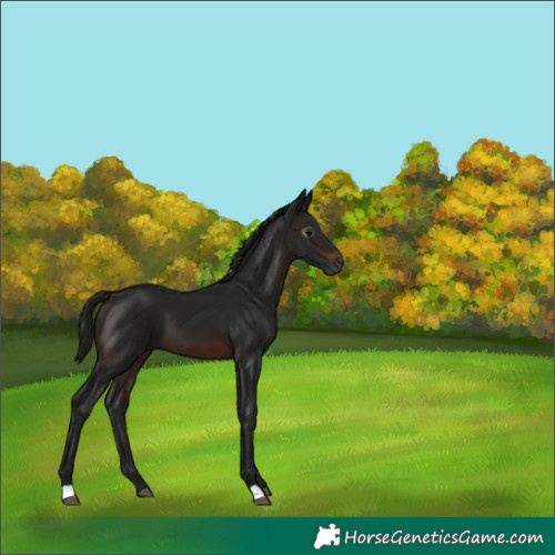 Horse Color:Gray Brown