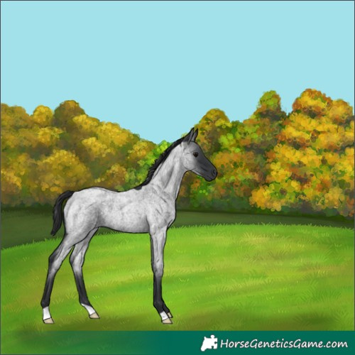 Horse Color:Blue Roan 