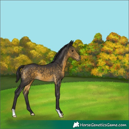 Horse Color:Buckskin