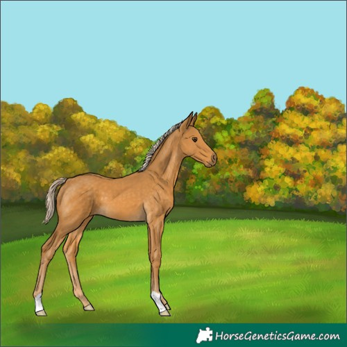 Horse Color:Palomino 