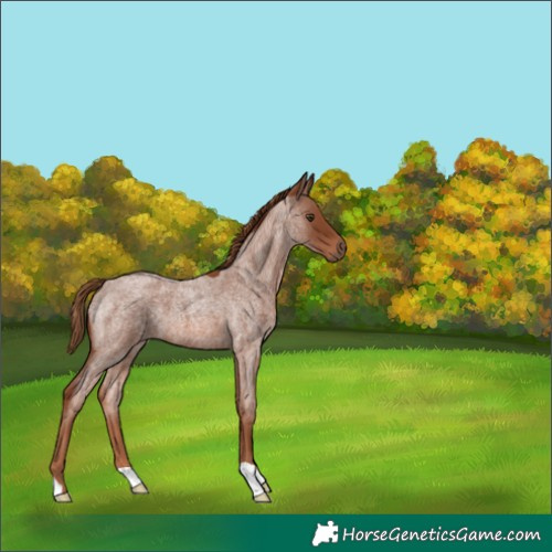 Horse Color:Red Roan 