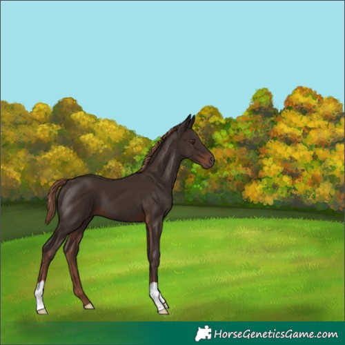 Horse Color:Liver Chestnut 