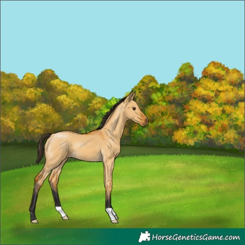 Horse Color:Buckskin Dun 
