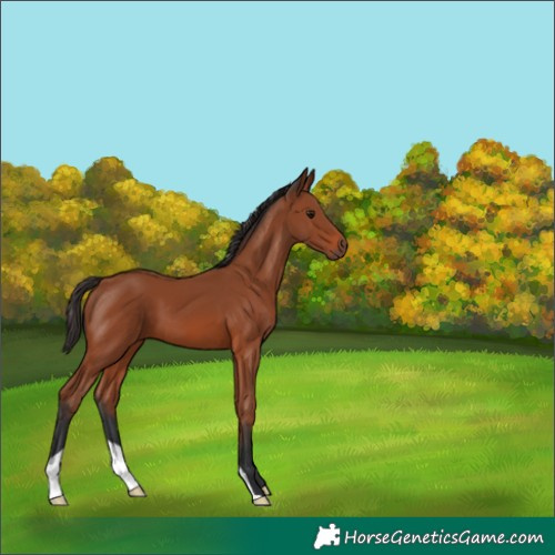 Horse Color:Bay 