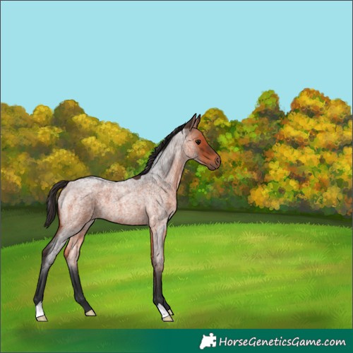 Horse Color:Bay Roan