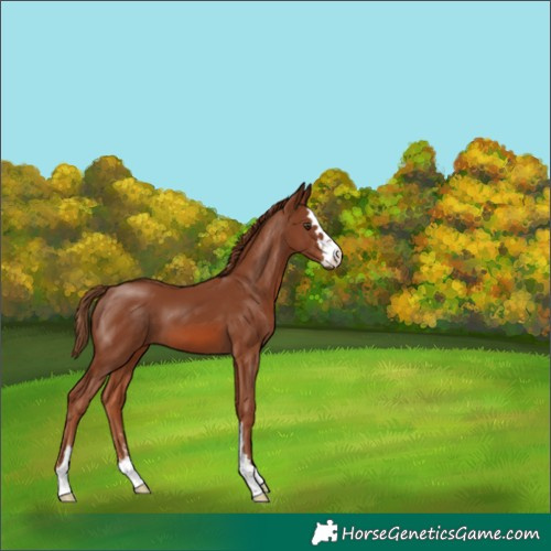 Horse Color:Chestnut 