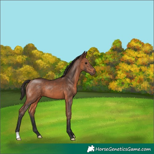 Horse Color:Bay 
