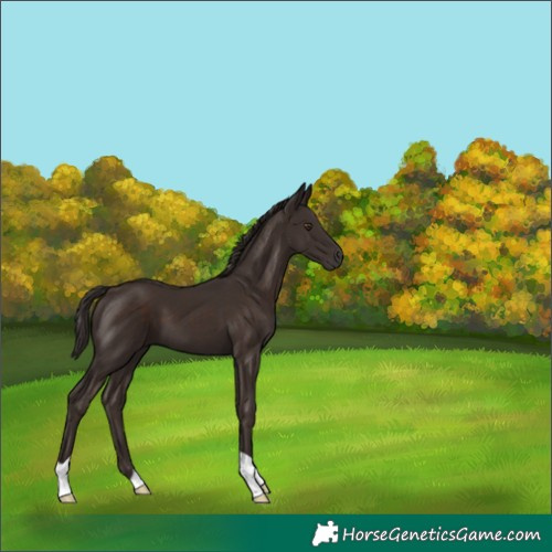 Horse Color:Liver Chestnut 