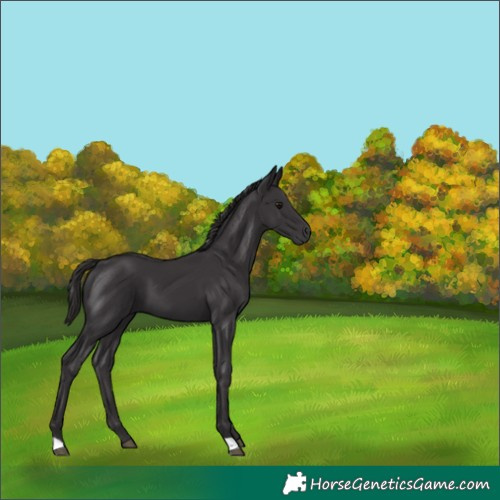 Horse Color:Smoky Black 