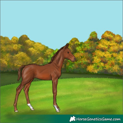 Horse Color:Chestnut 