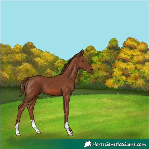 Horse Color:Chestnut 