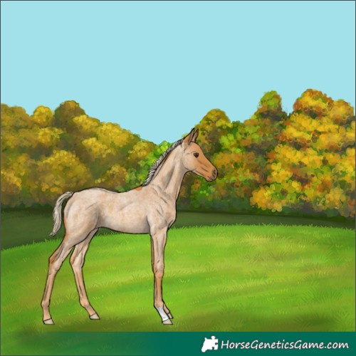 Horse Color:Palomino Roan 