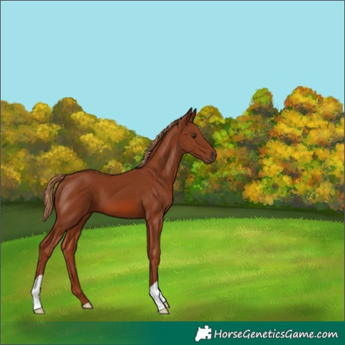 Horse Color:Chestnut 