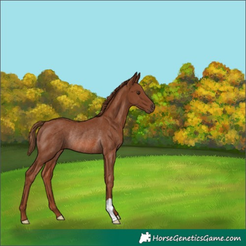 Horse Color:Chestnut Rabicano 