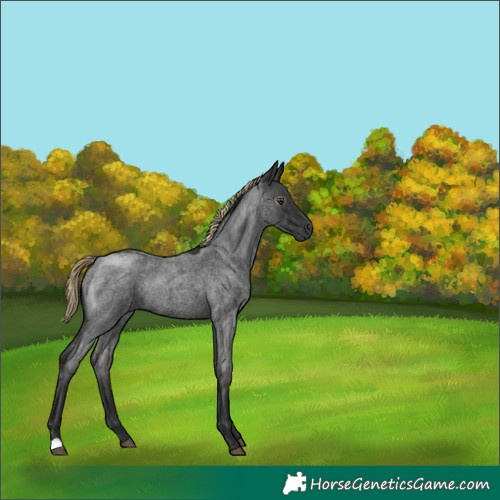 Horse Color:Gray Liver Red Roan