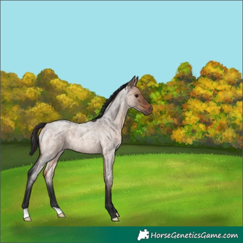 Horse Color:Bay Roan Dun