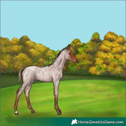 Horse Color:Red Roan