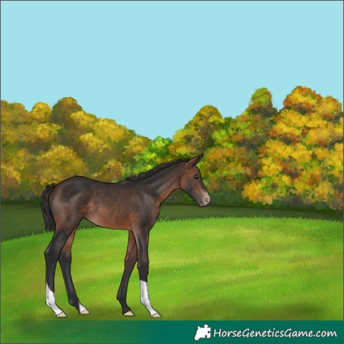 Horse Color:Brown Varnish 