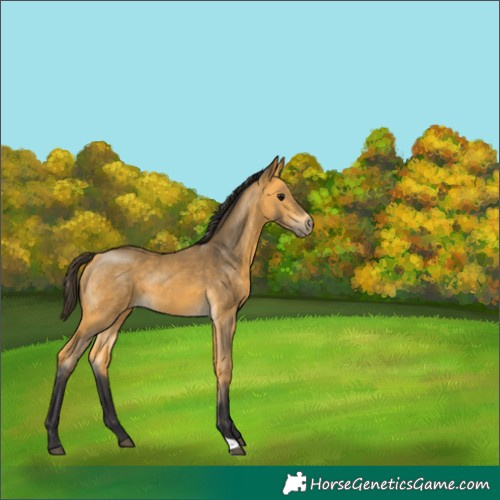 Horse Color:Buckskin