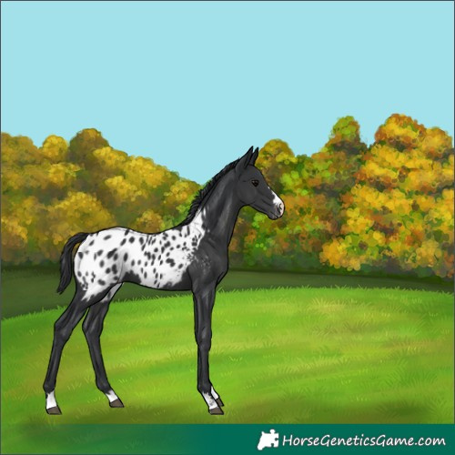 Horse Color:Black Appaloosa