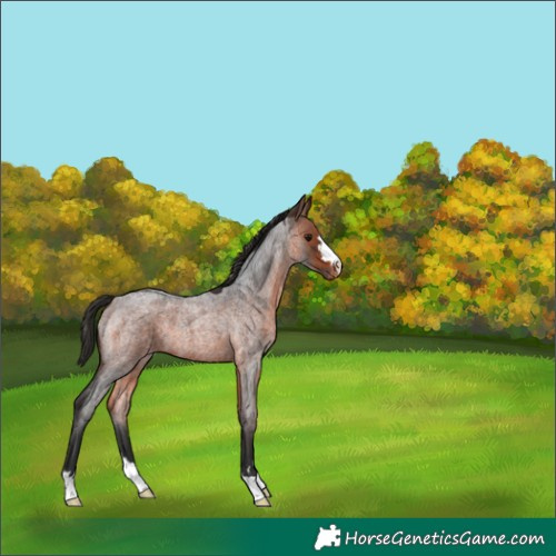 Horse Color:Bay Roan Appaloosa 
