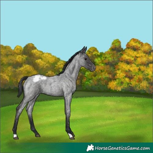 Horse Color:Blue Roan Appaloosa 